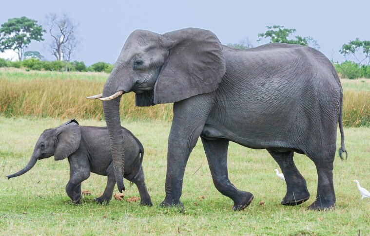 Jak poznat slona, aneb proč nefunguje výuka kritického myšlení?